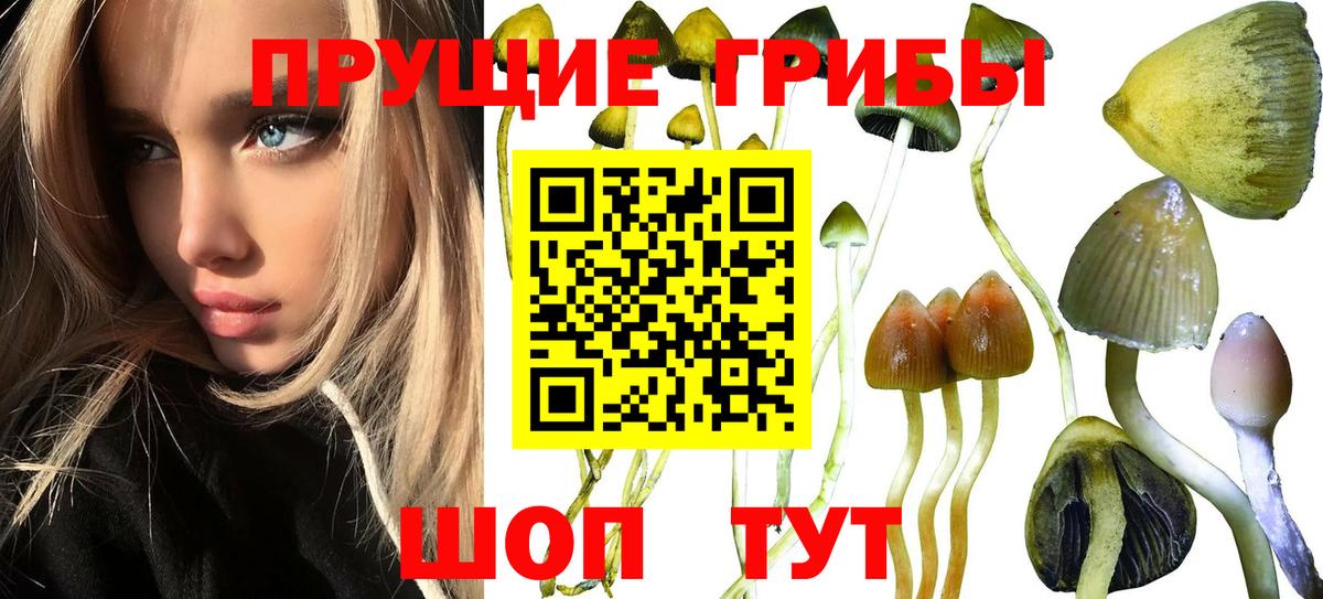 Кореновск  Галлюциногенные грибы ЛСД  закладки  Вход с VPN  Псилоцибиновые грибы Cubensis 